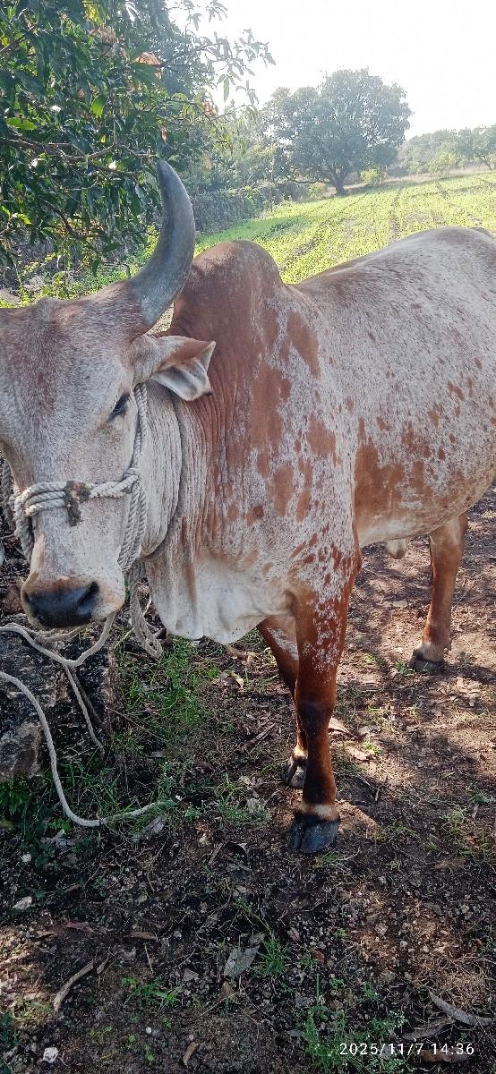 વેચાણ છે