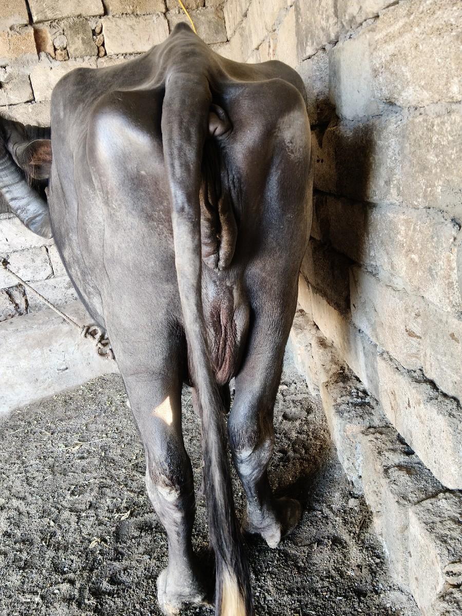 ભેંસ વેચવાની છે