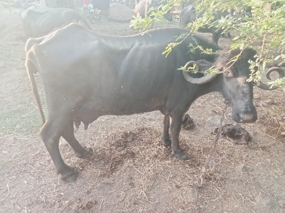 થંબનેલ 2