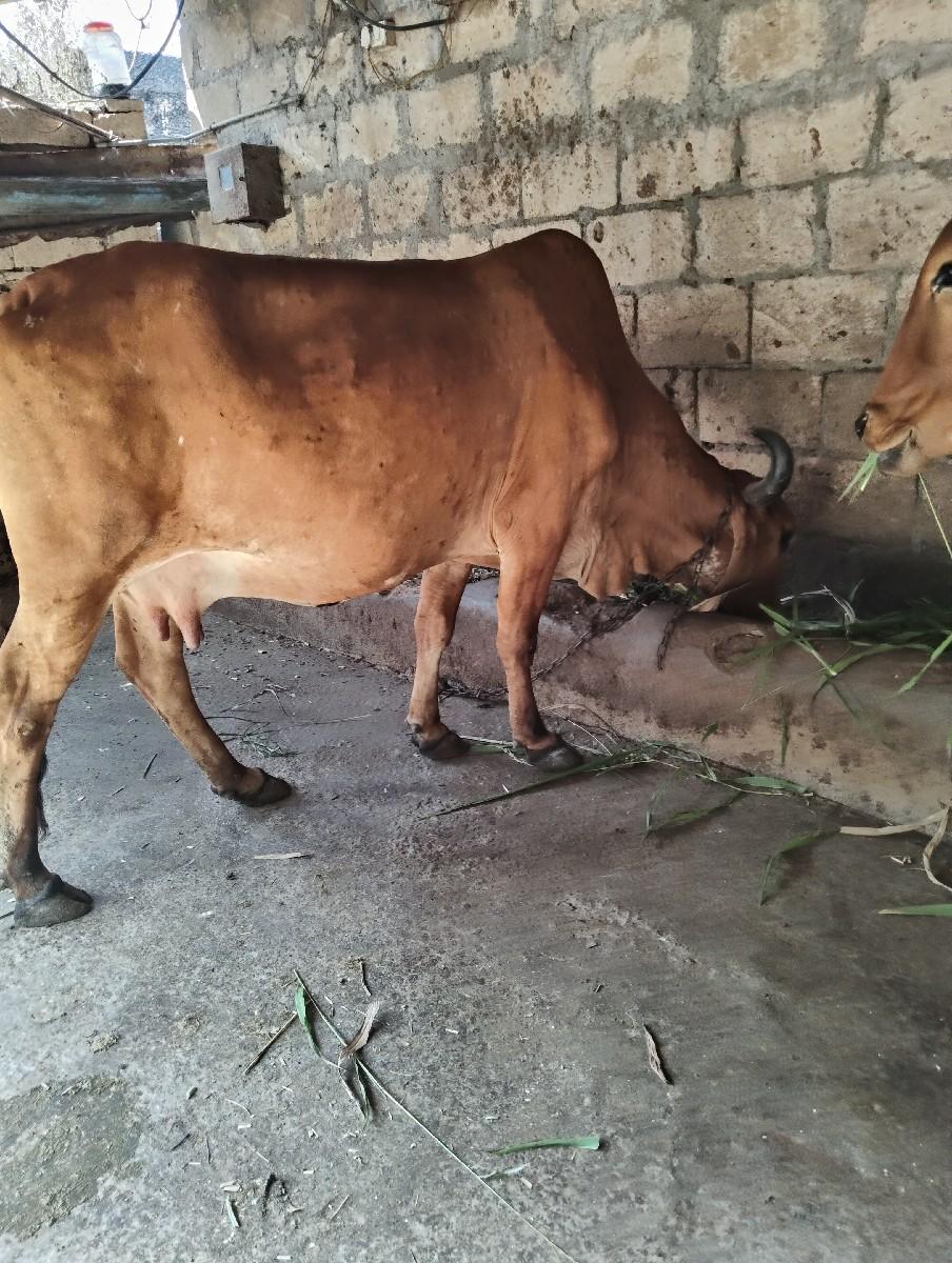 ગાય વેચવાની છે