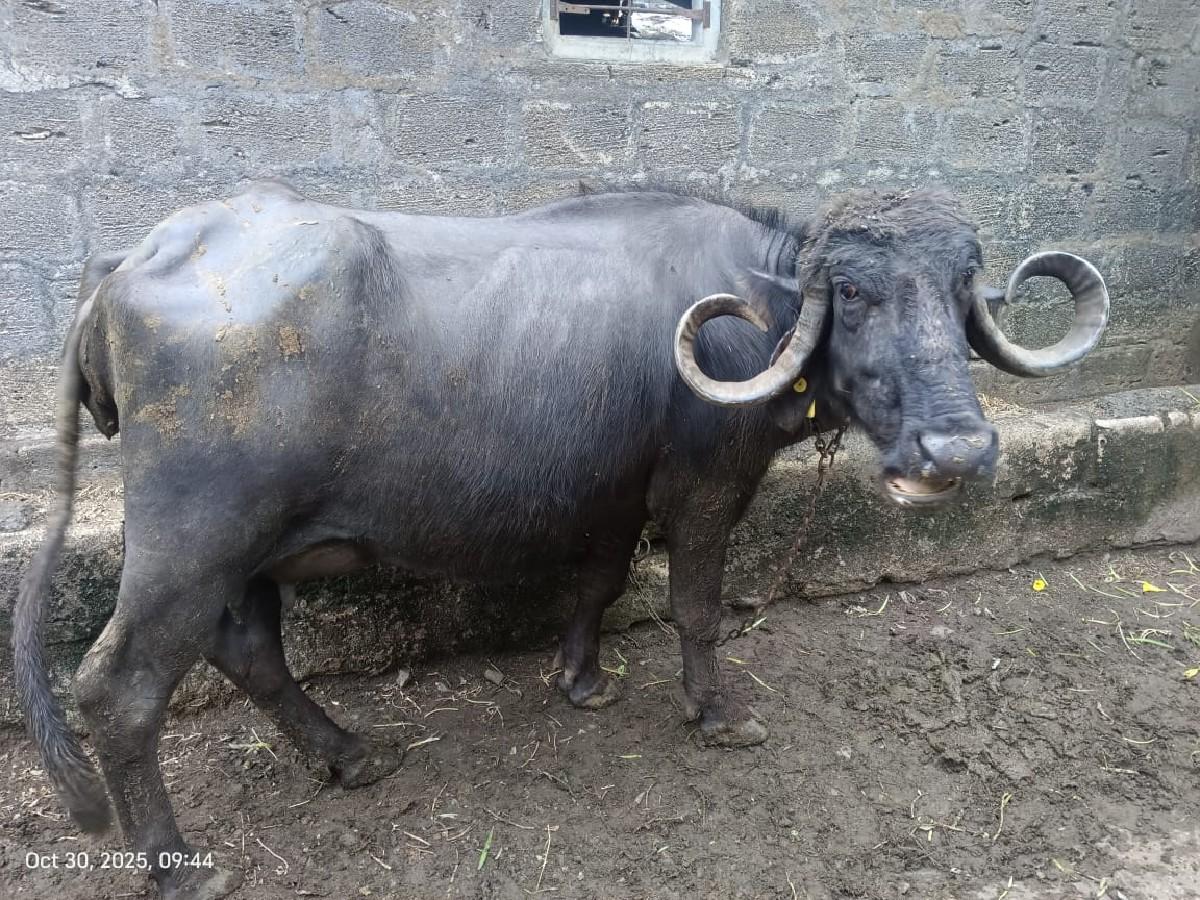 થંબનેલ 2