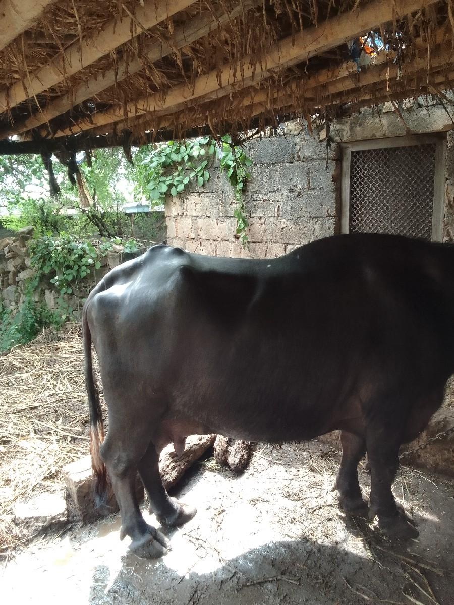 થંબનેલ 3