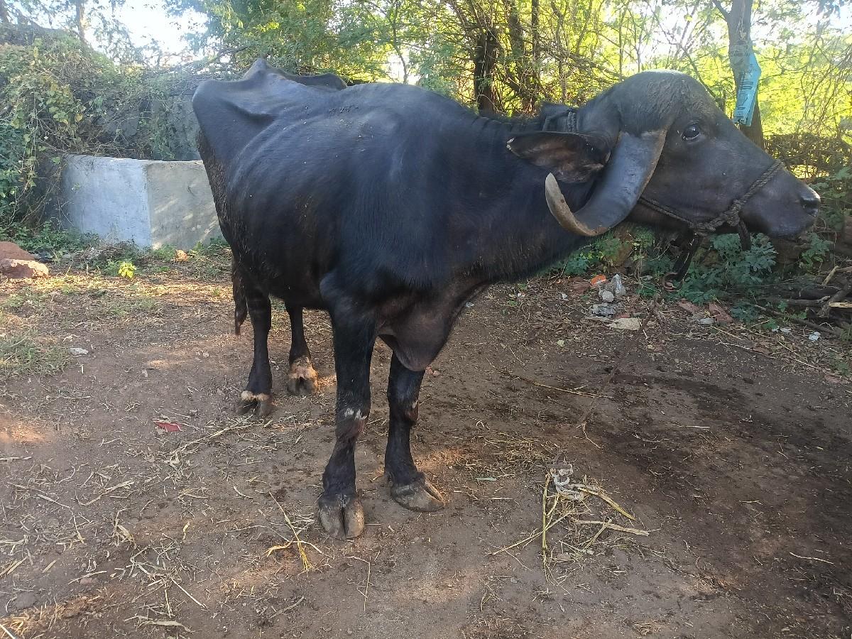 ભેંસ વેચવાની છે