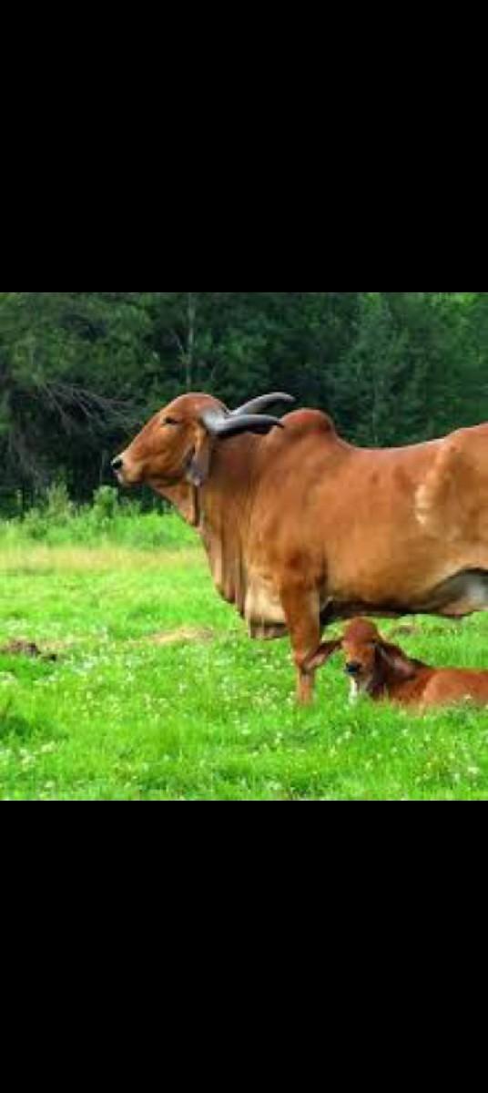 વેચવાનું છે