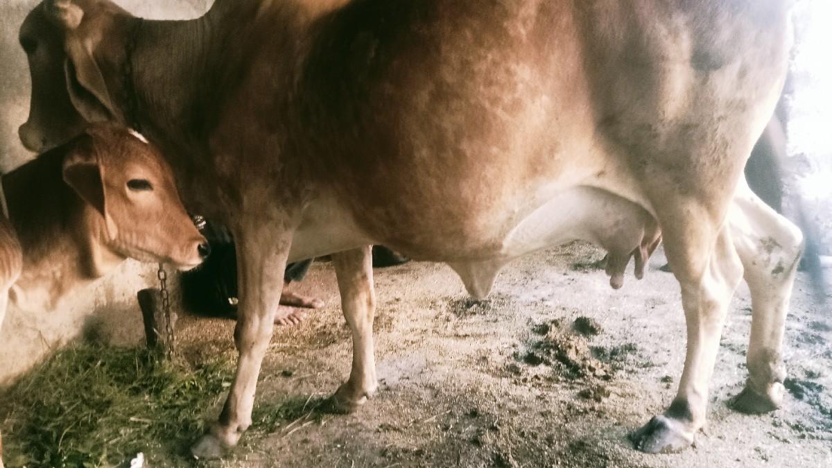 વેચવાની છે.