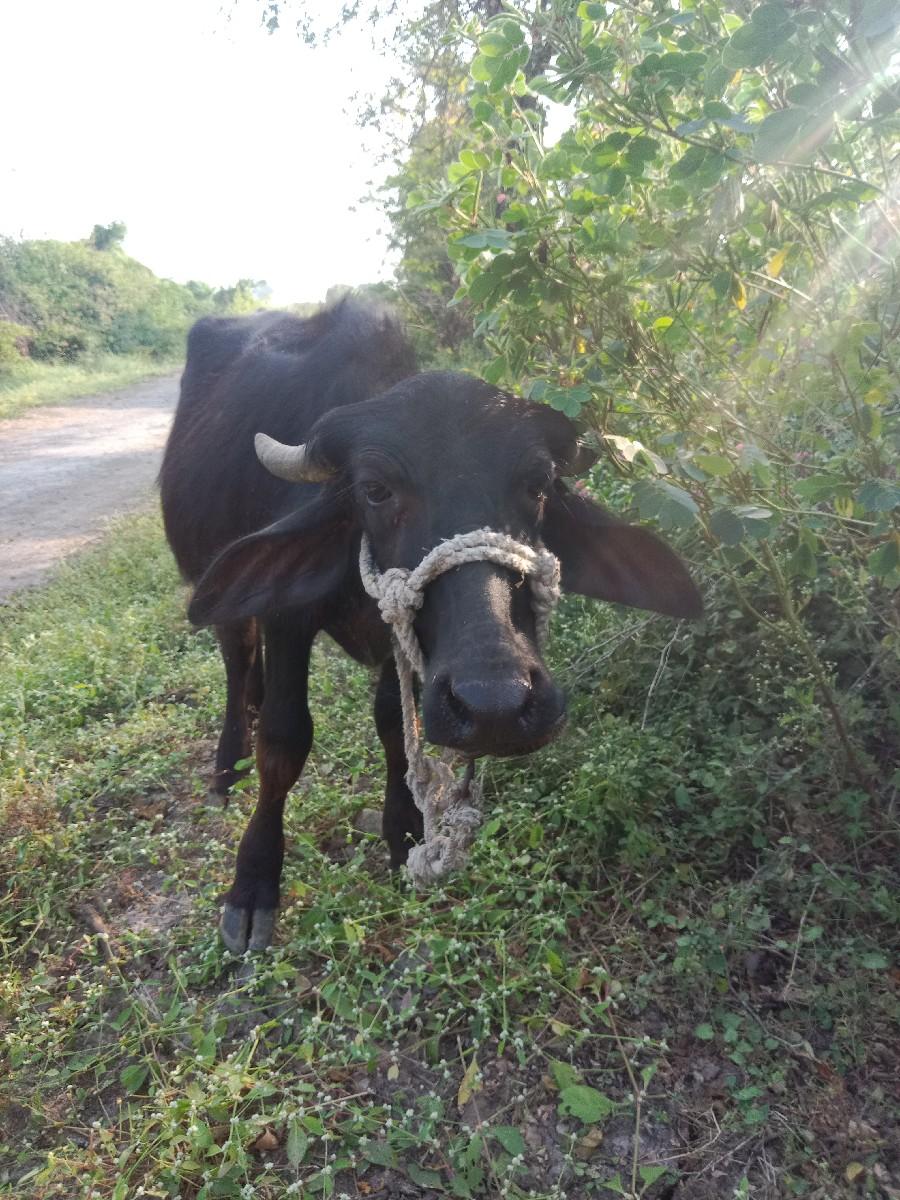 થંબનેલ 3