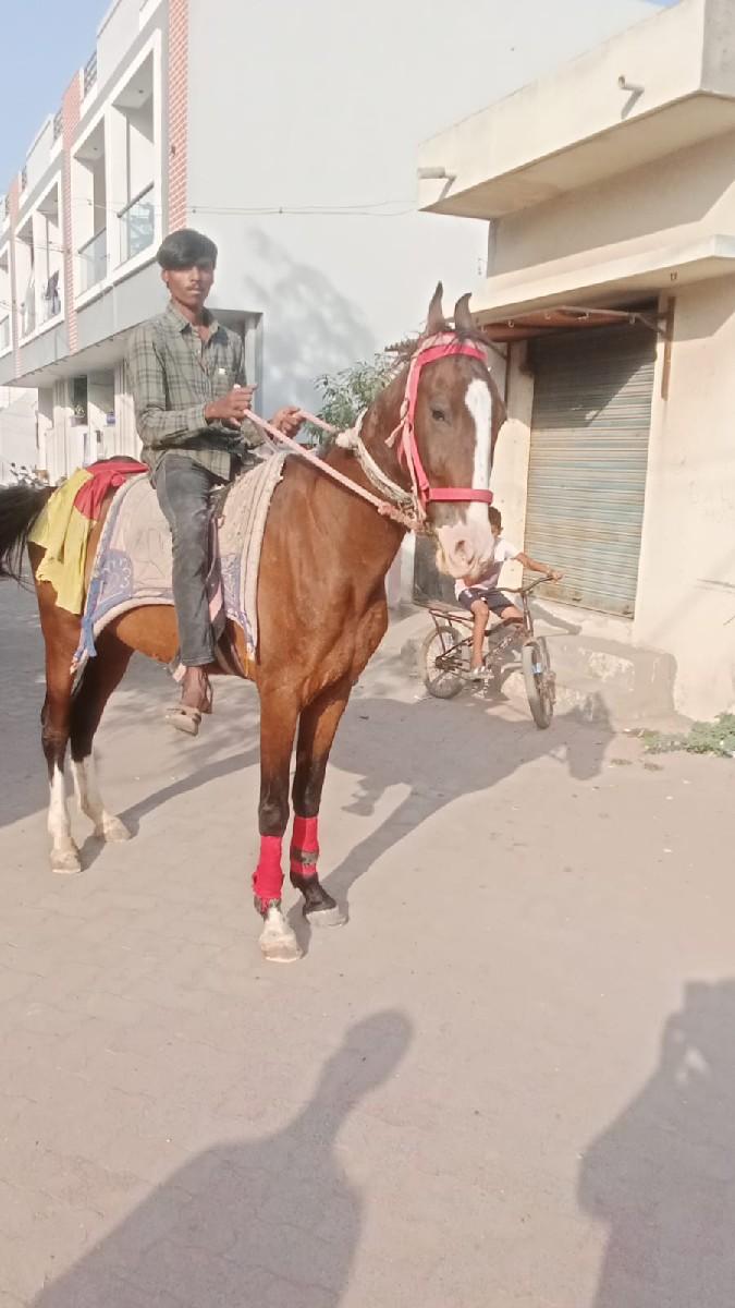 થંબનેલ 3