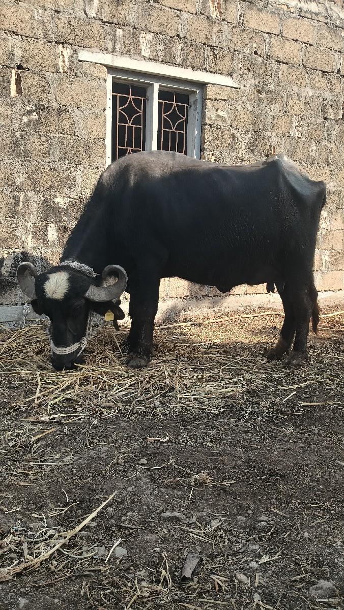 થંબનેલ 2