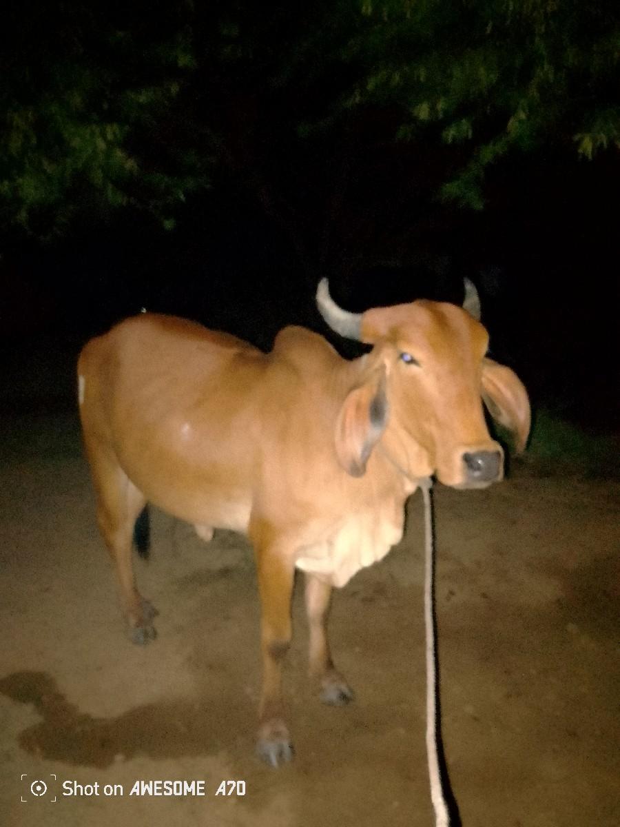 થંબનેલ 3