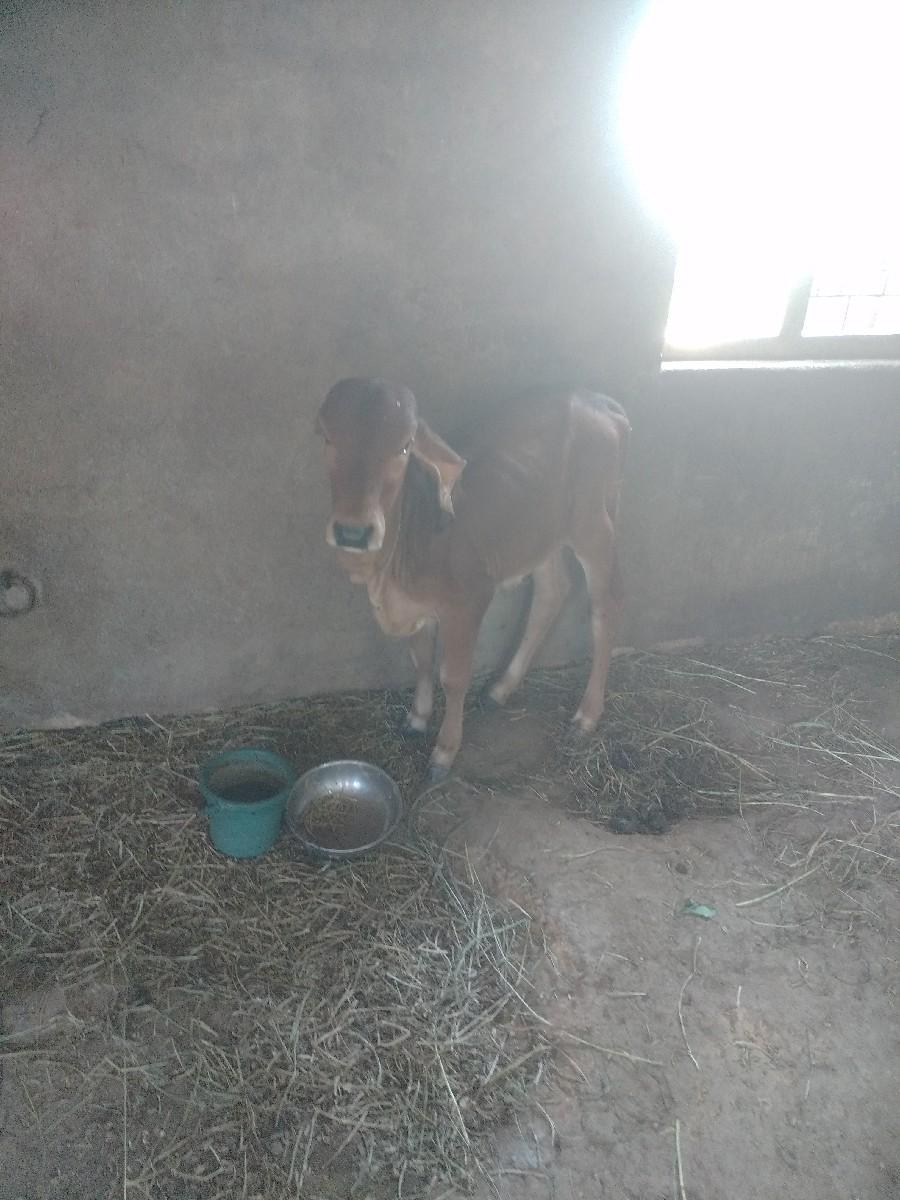 થંબનેલ 3