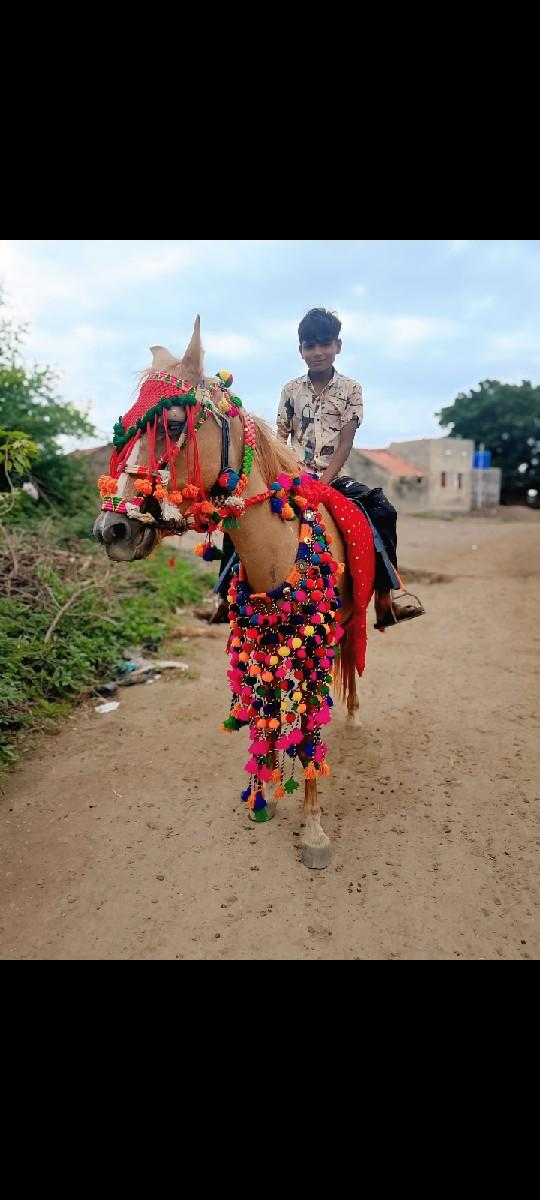 ઘોડી વેચવાની