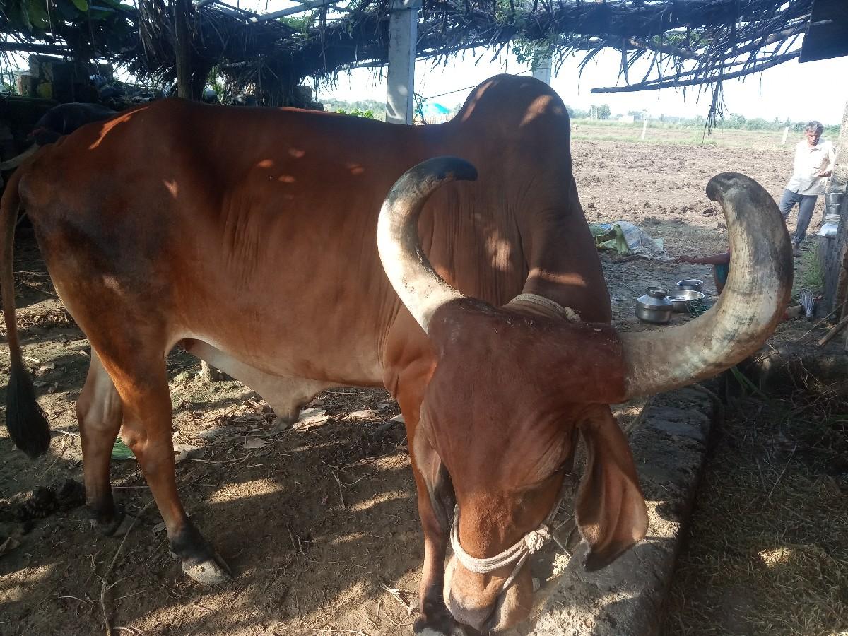 બળદ વેચવાનો છે