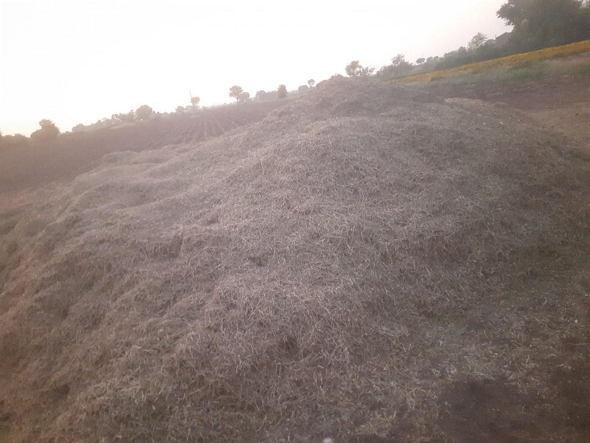 મગફળીનો પાલો