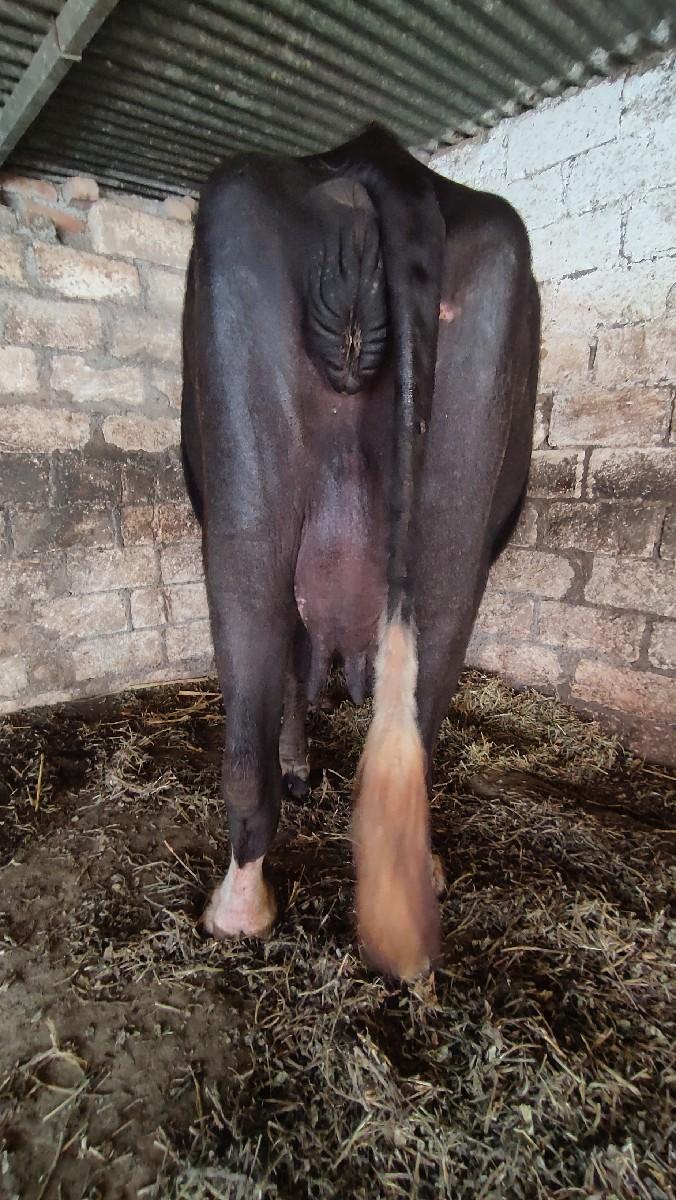 થંબનેલ 2