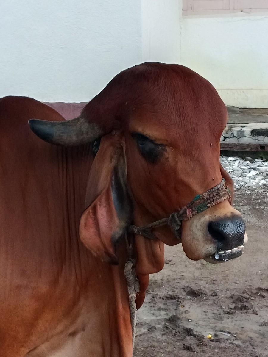 ગીર ગાય વેચવાની સે