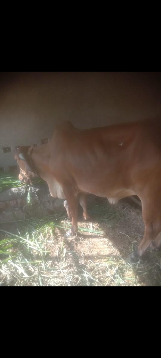 થંબનેલ 3