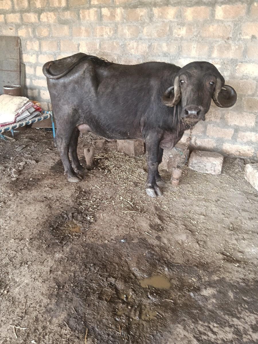 થંબનેલ 3