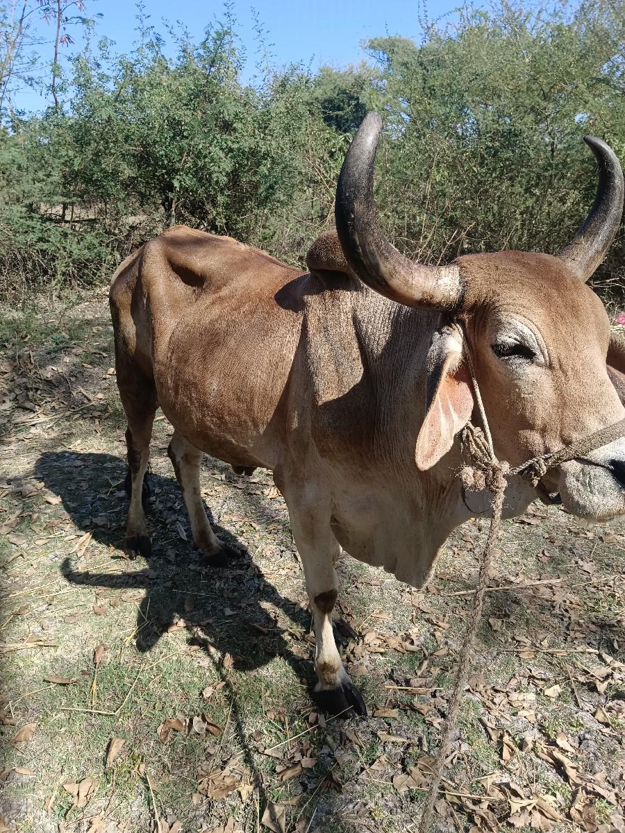 થંબનેલ 2