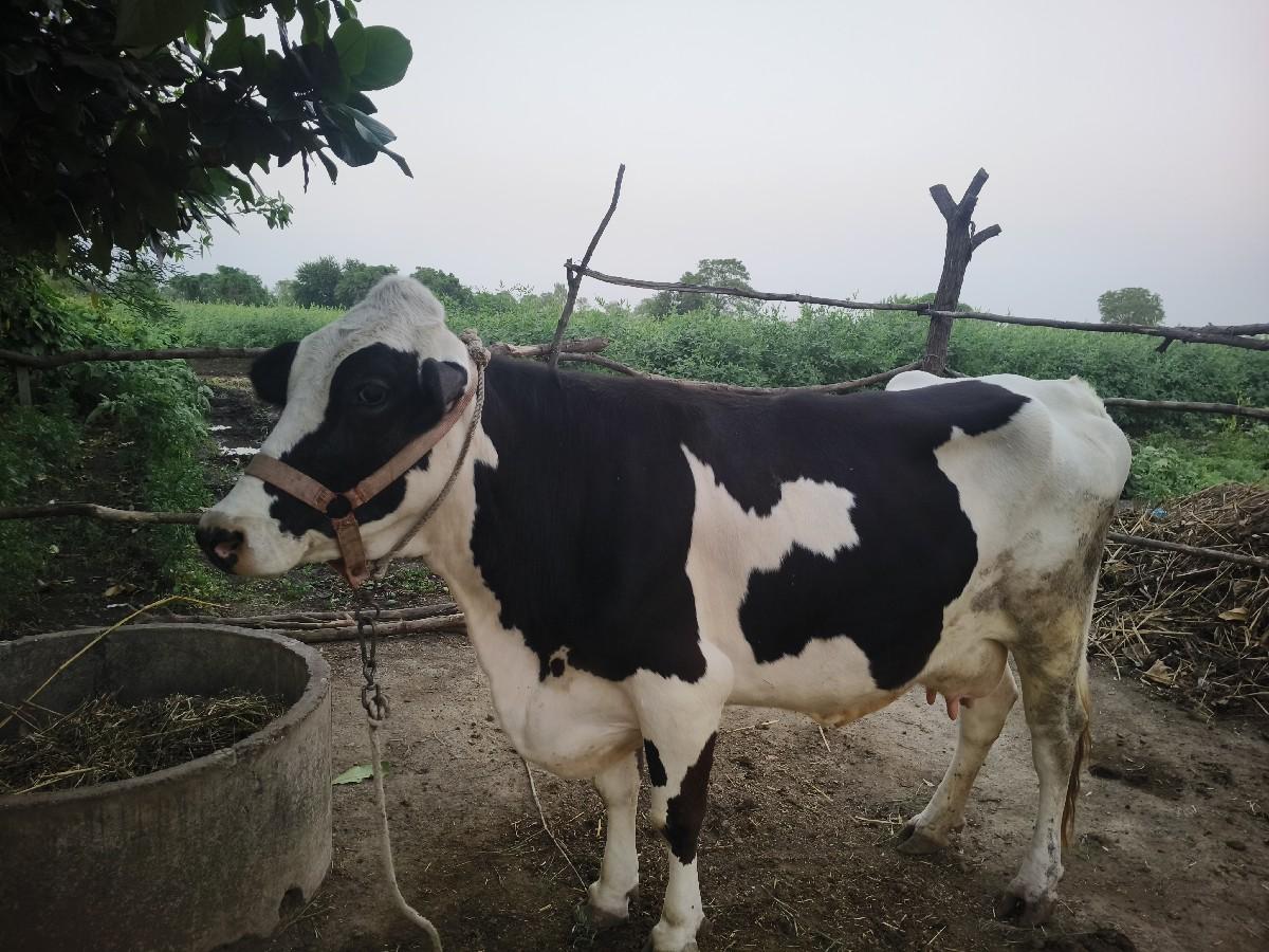 થંબનેલ 2