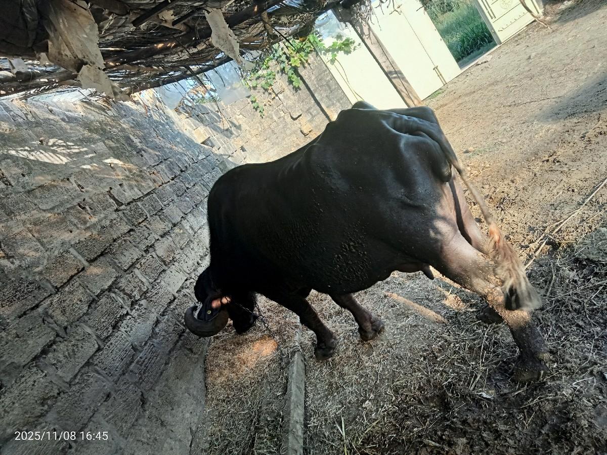 થંબનેલ 2