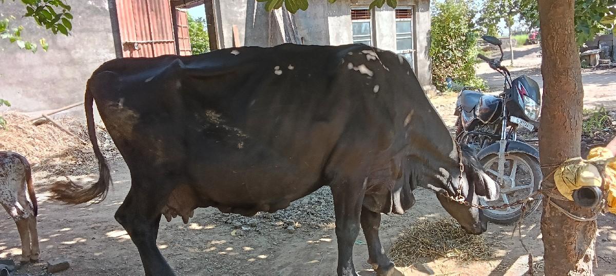 થંબનેલ 2