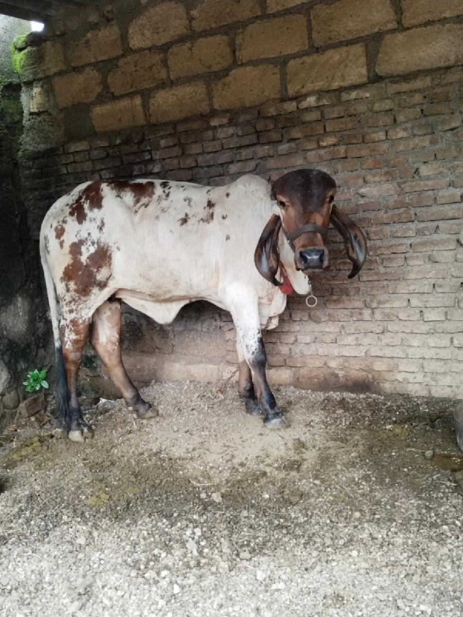 થંબનેલ 3