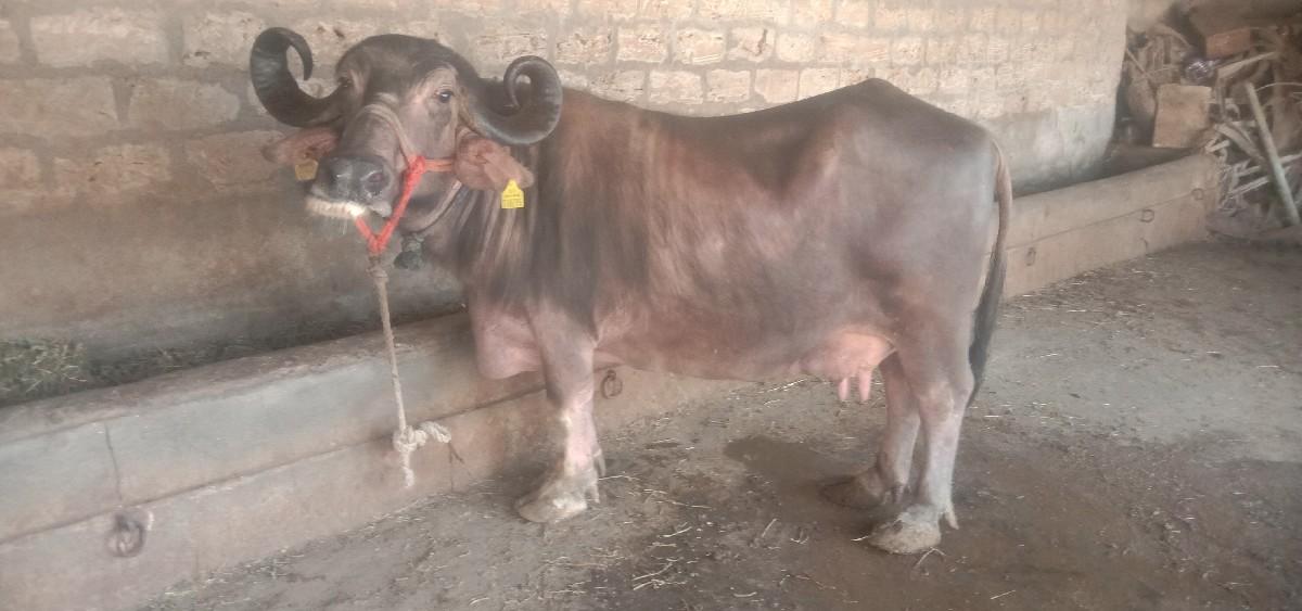 થંબનેલ 4