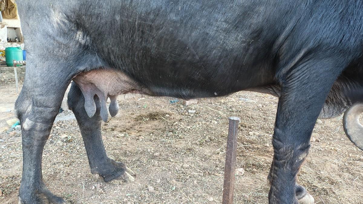 ભેંસ વેચવાની છે