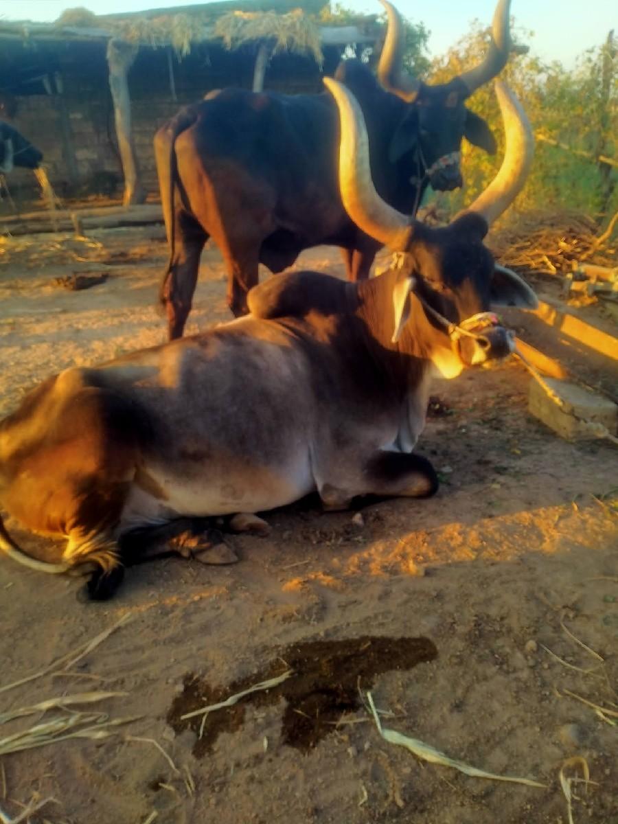 થંબનેલ 2