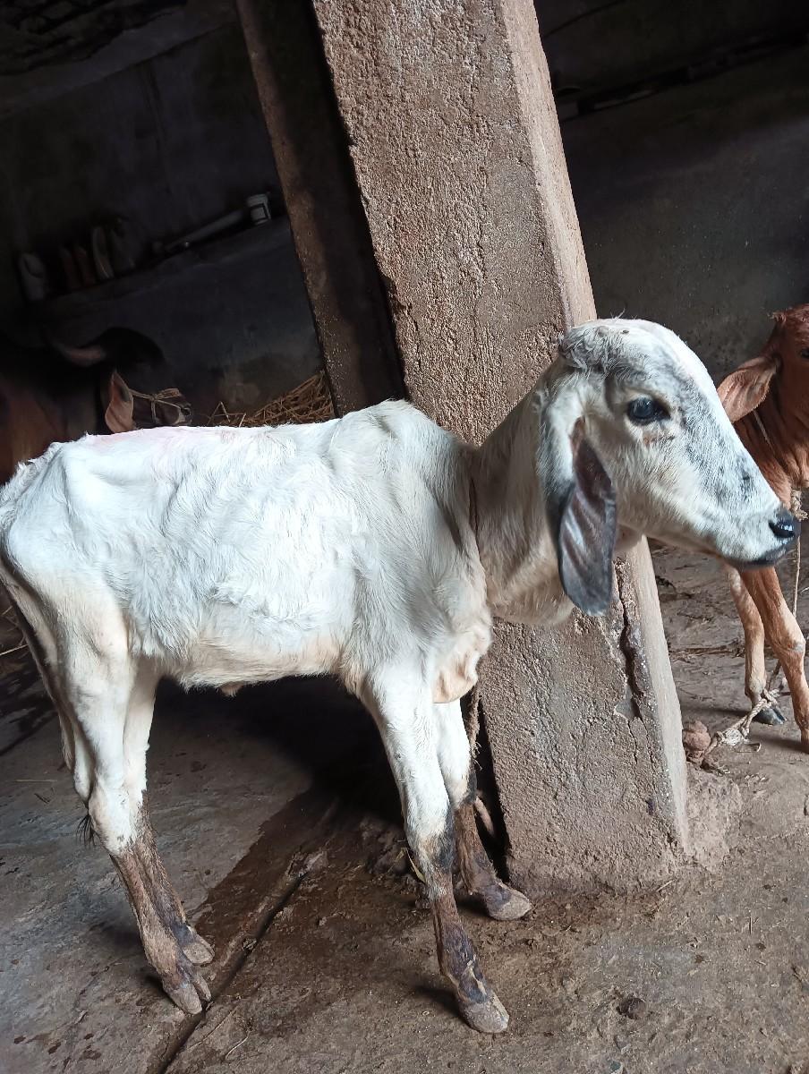 થંબનેલ 2