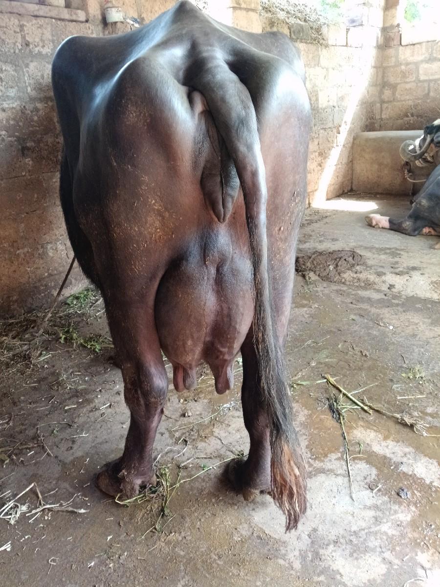 થંબનેલ 3