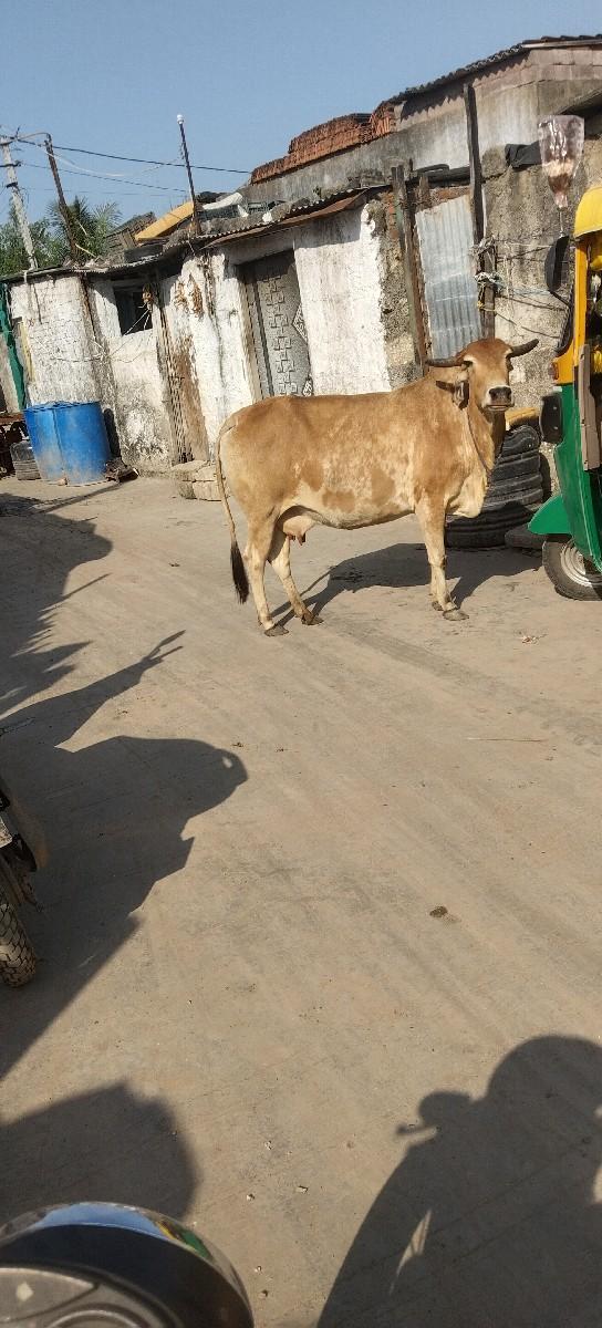 ગામ વેચવાની