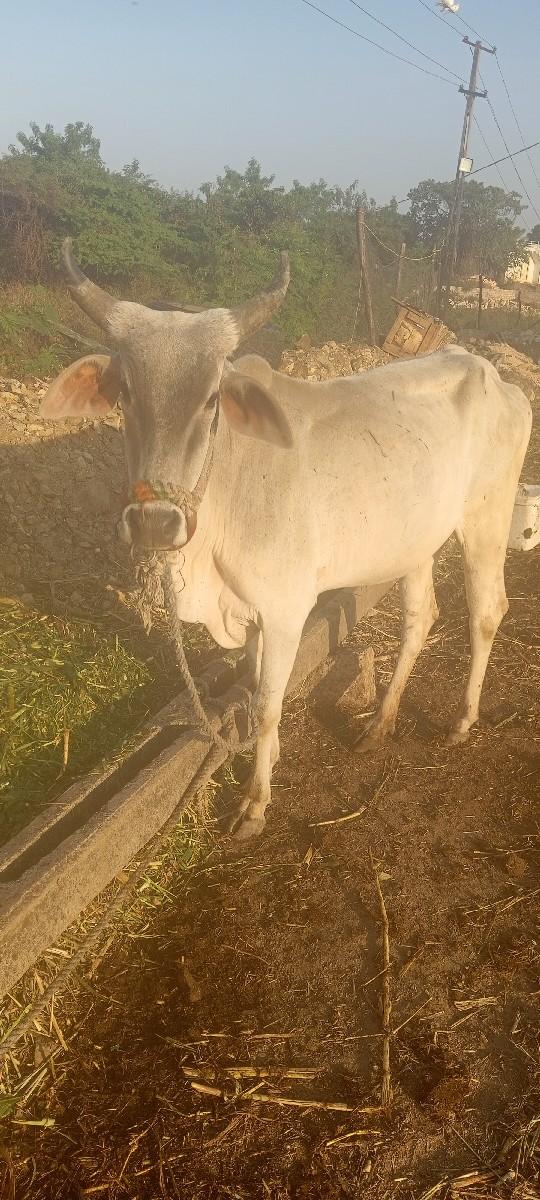 થંબનેલ 2