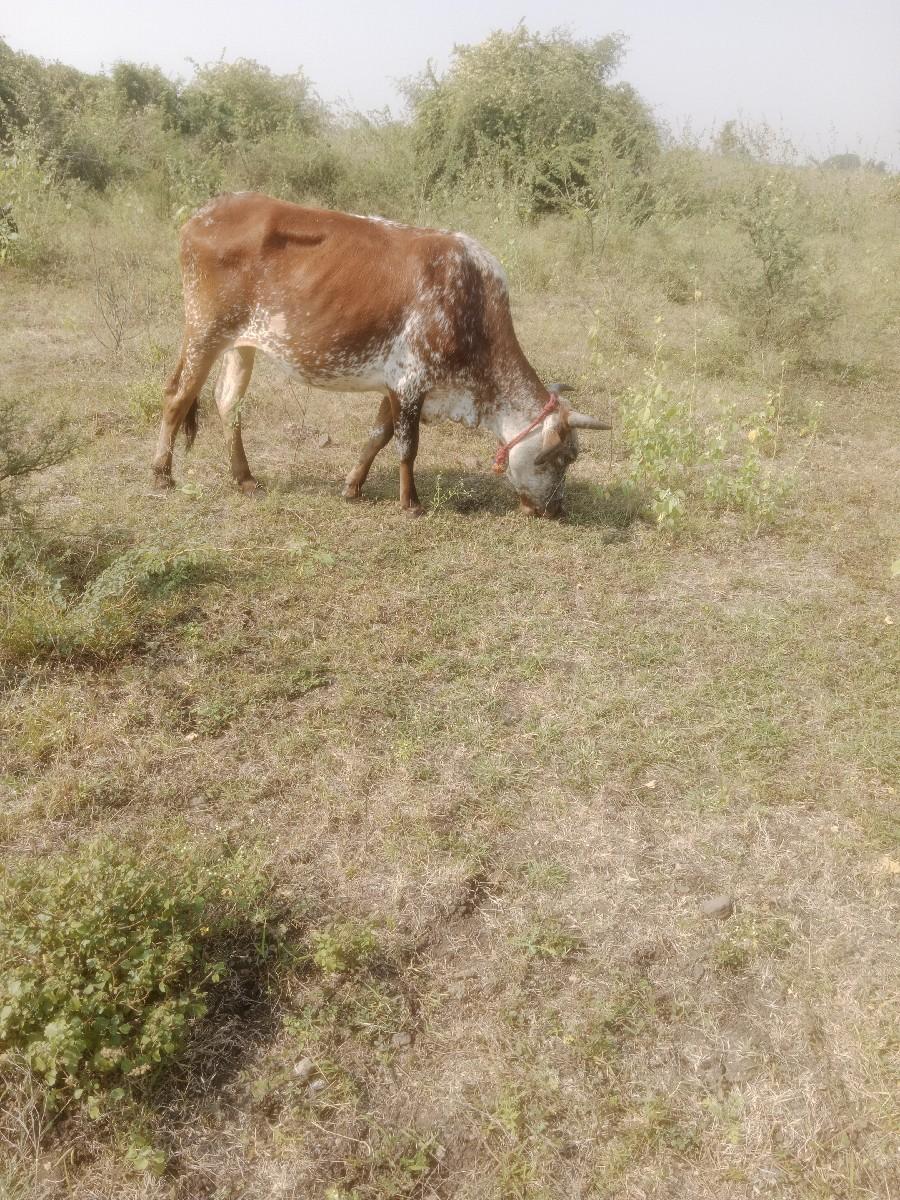 જર્સી ગાય વેચવાની છે