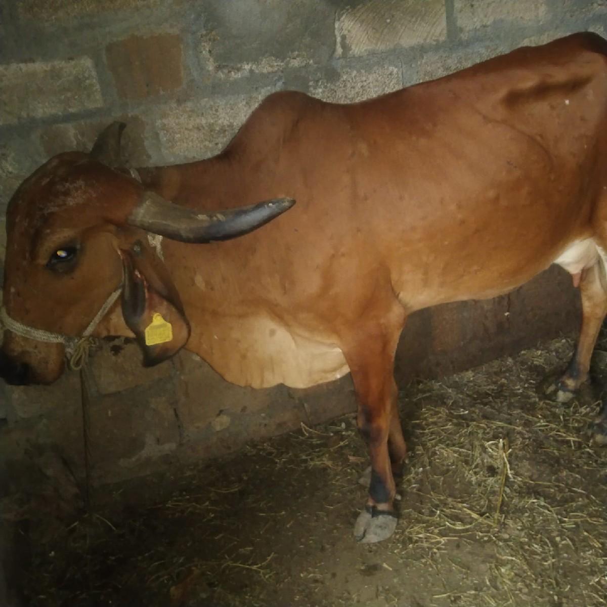 થંબનેલ 2