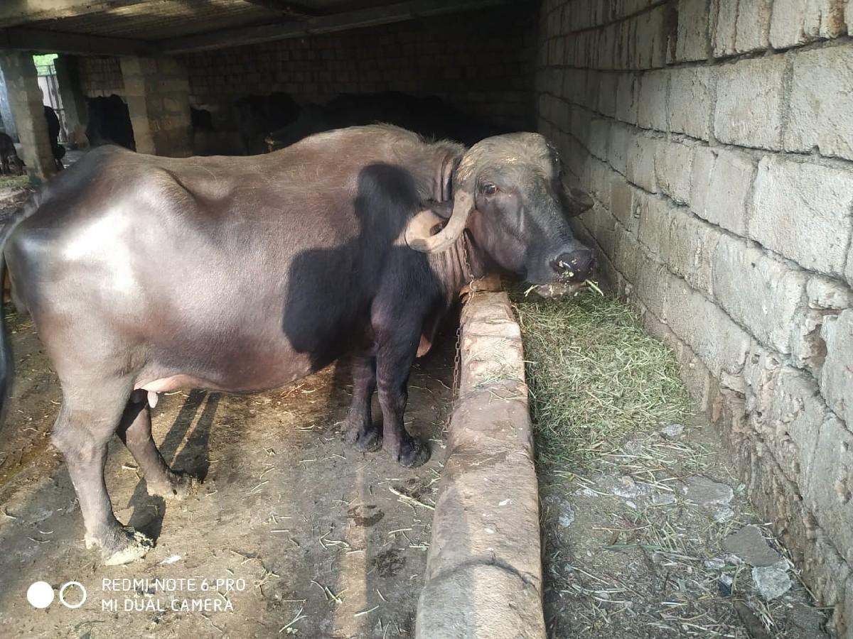 થંબનેલ 3