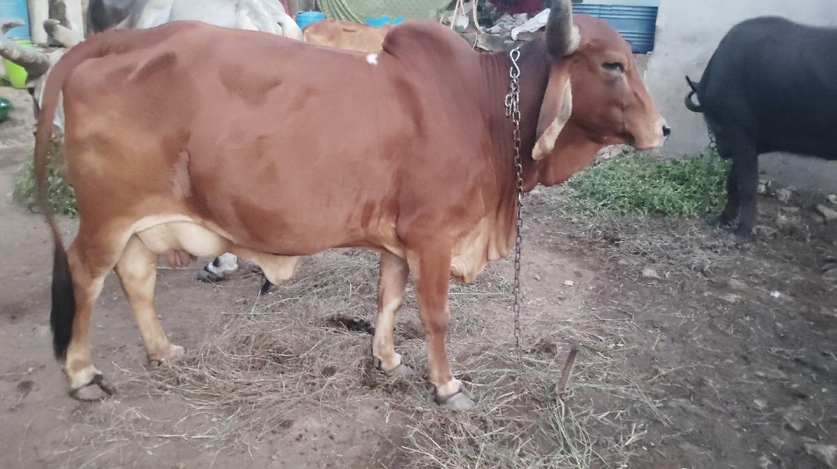 થંબનેલ 3