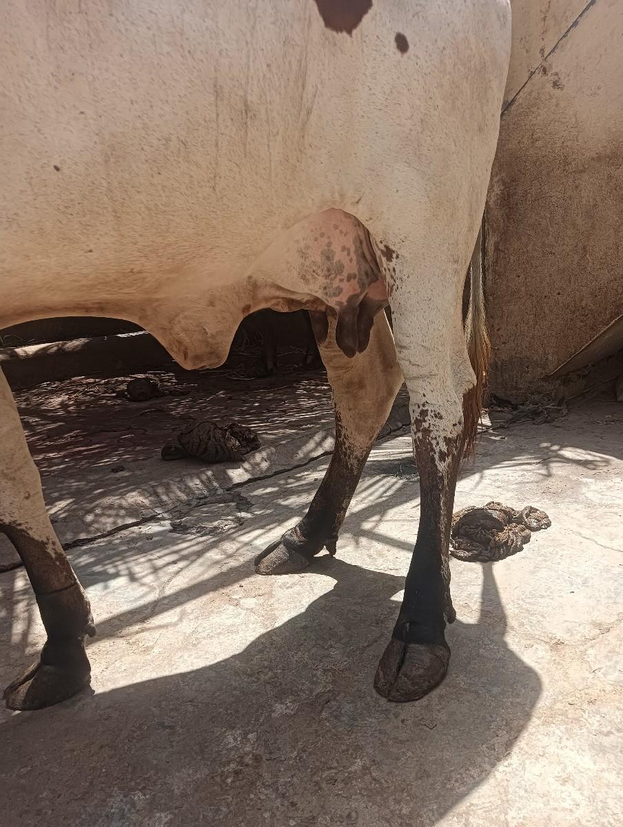 થંબનેલ 3