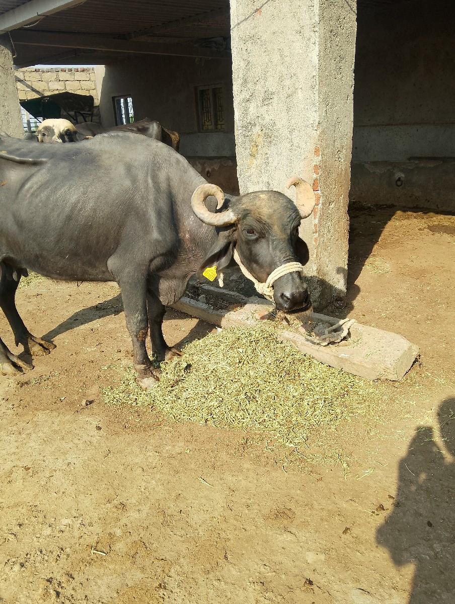 થંબનેલ 3