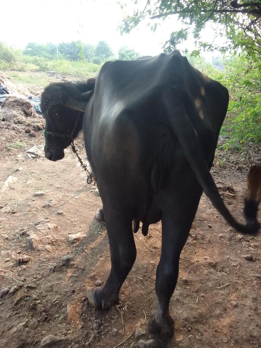 આ ભેંસ. વેચવાની. છે