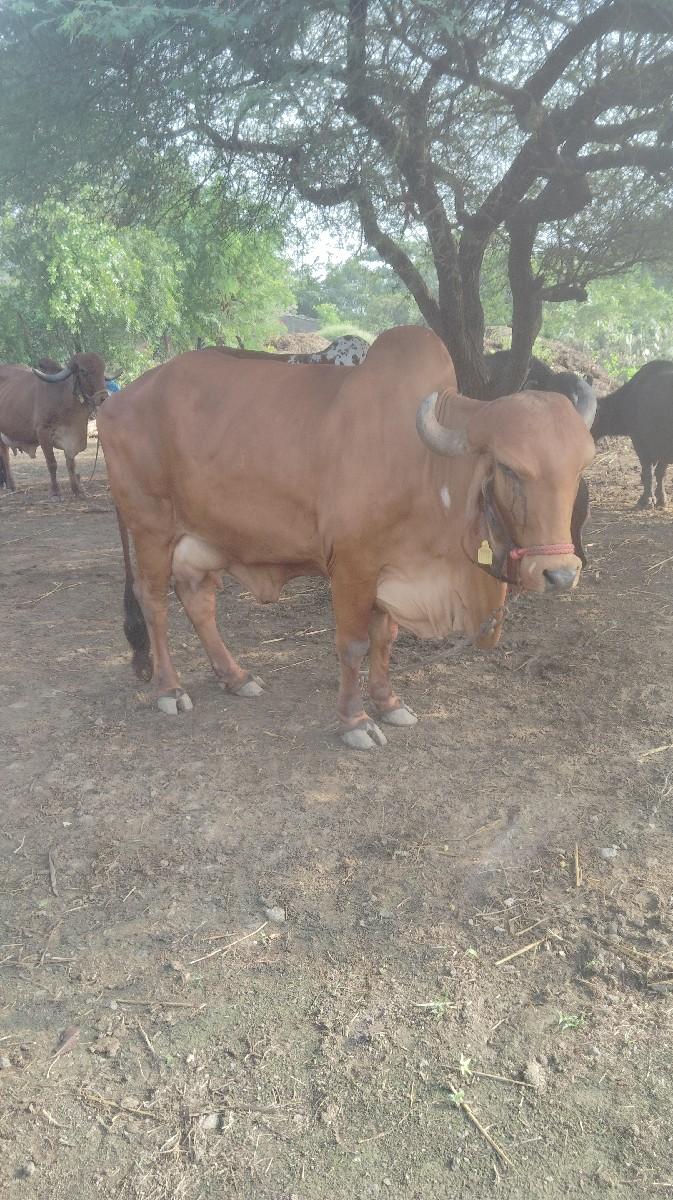 થંબનેલ 2