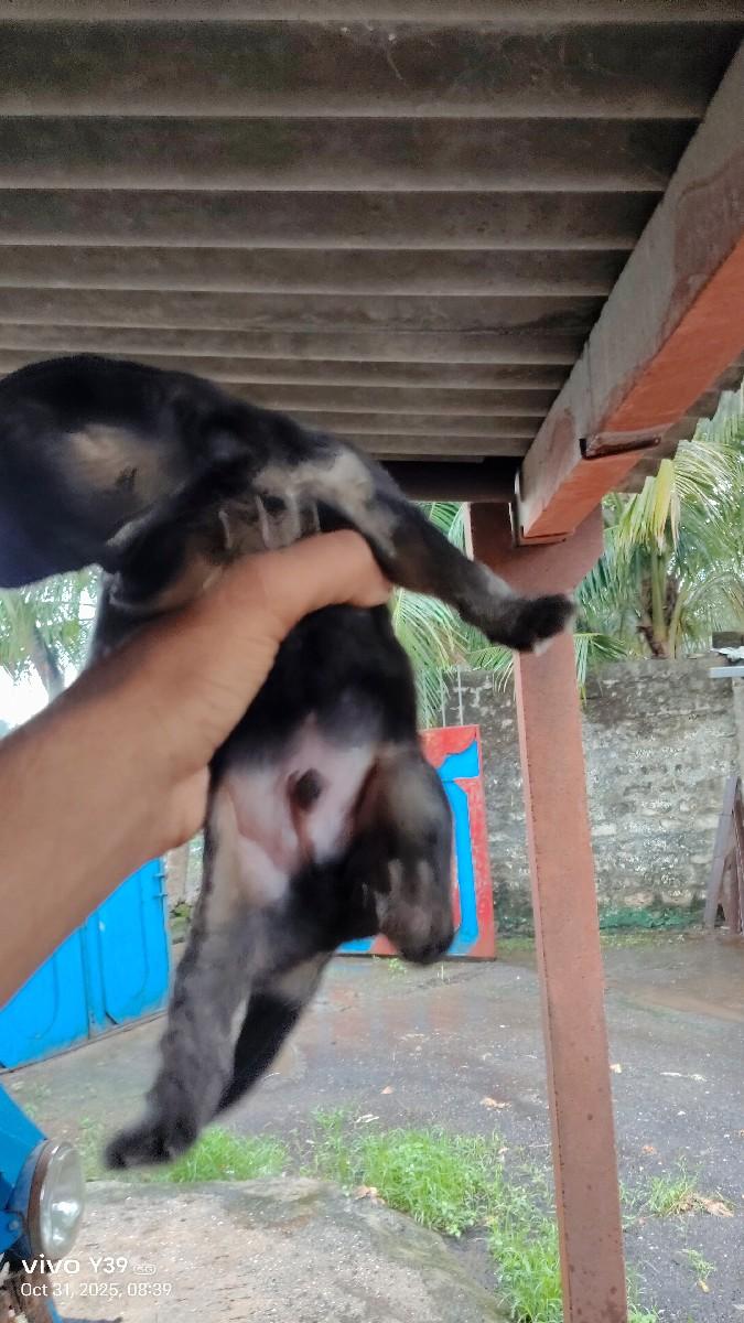 થંબનેલ 2