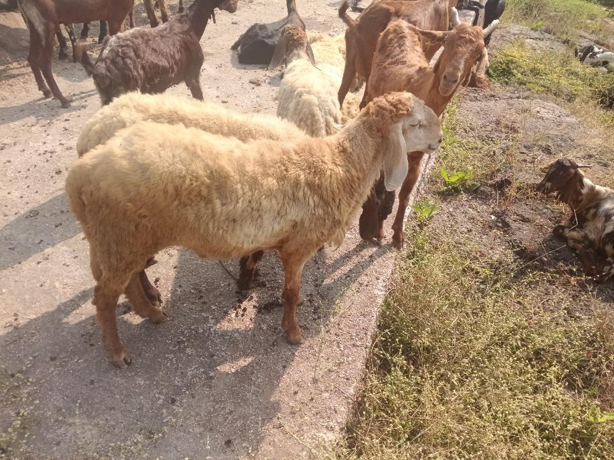 થંબનેલ 3