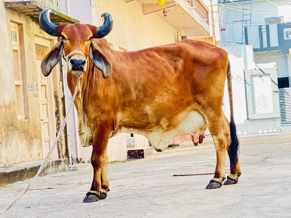 ગાય વેચવાની છે