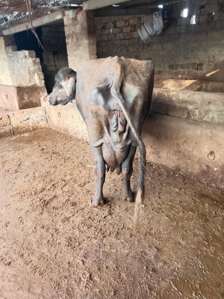 થંબનેલ 3