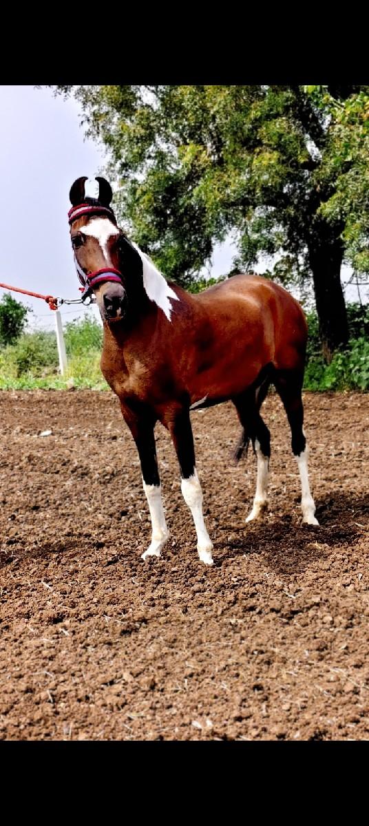 घोड़ी सेल छे 
सिंधी मारवाड़ी