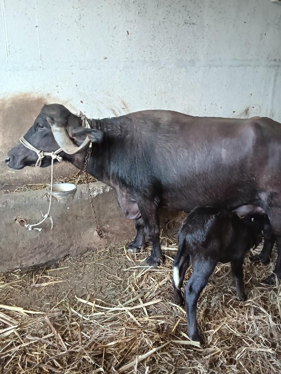 થંબનેલ 2