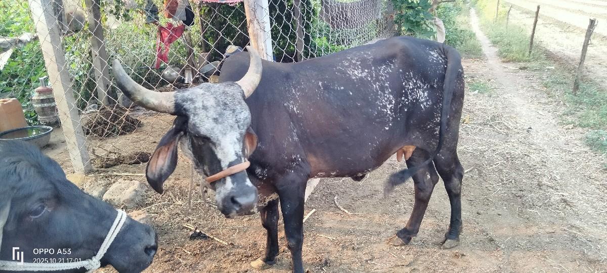 થંબનેલ 3