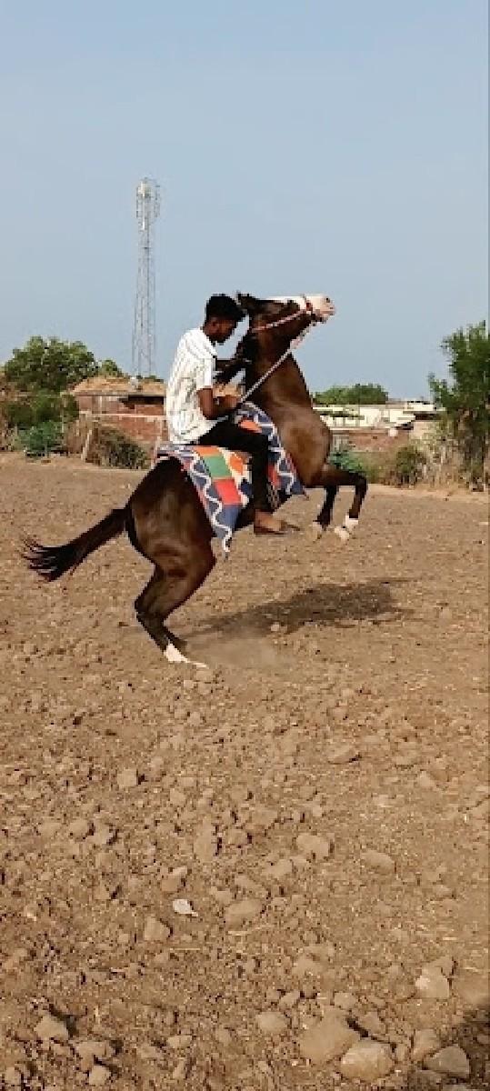 ઘોડી ના સાટા કરવાના છે