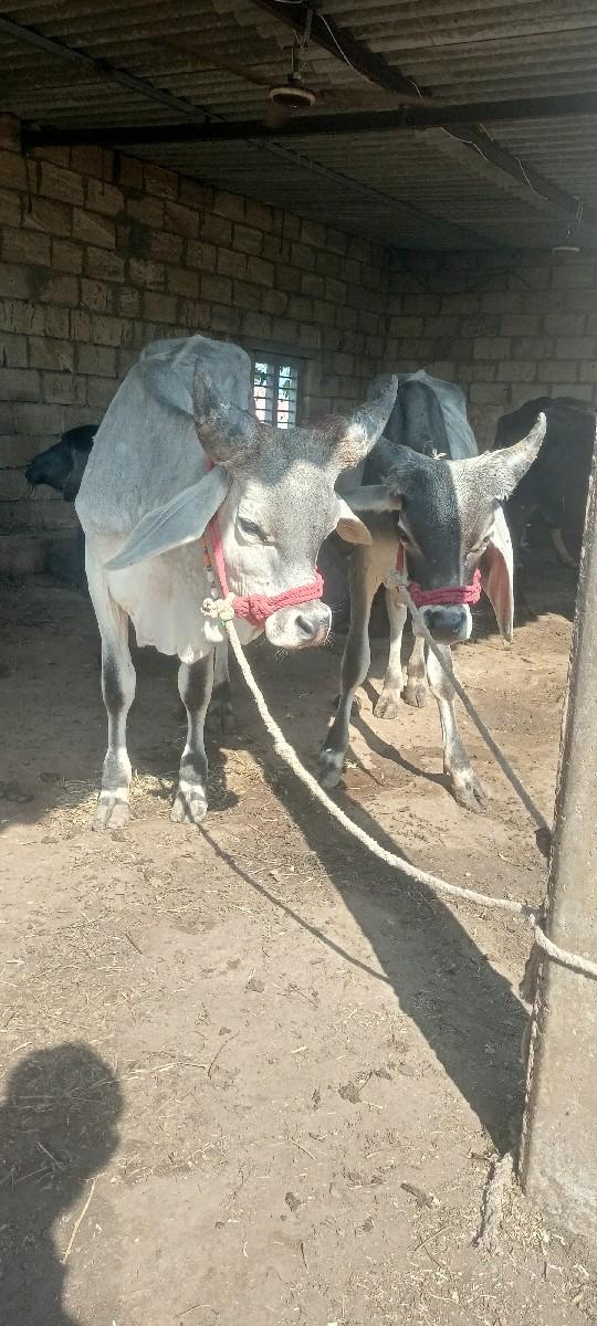 થંબનેલ 3